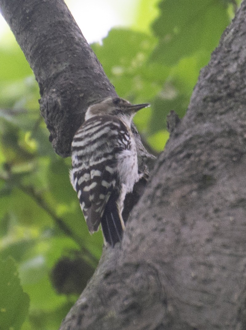 Japanese Pygmy Woodpecker - ML398578871