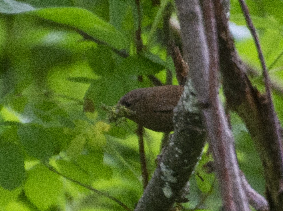 Eurasian Wren - ML398578921