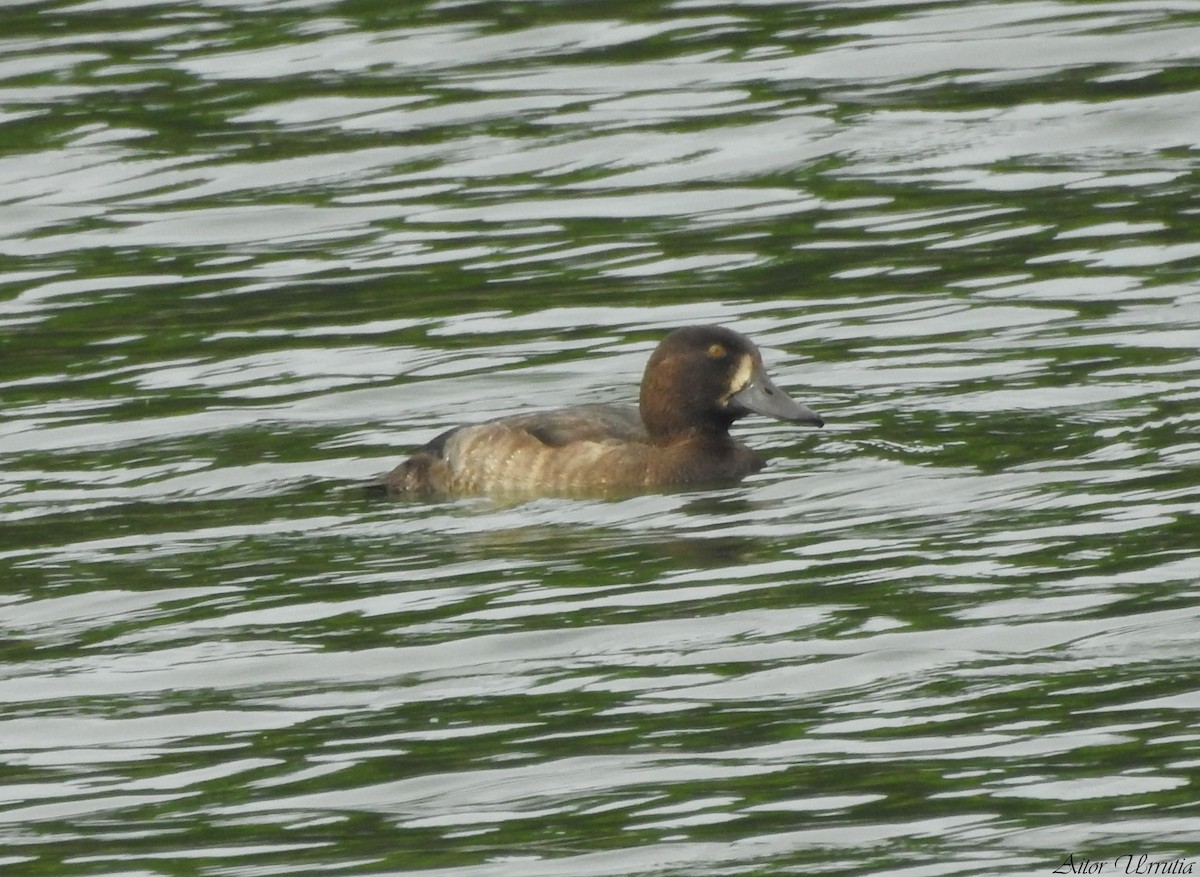Greater Scaup - ML398579271