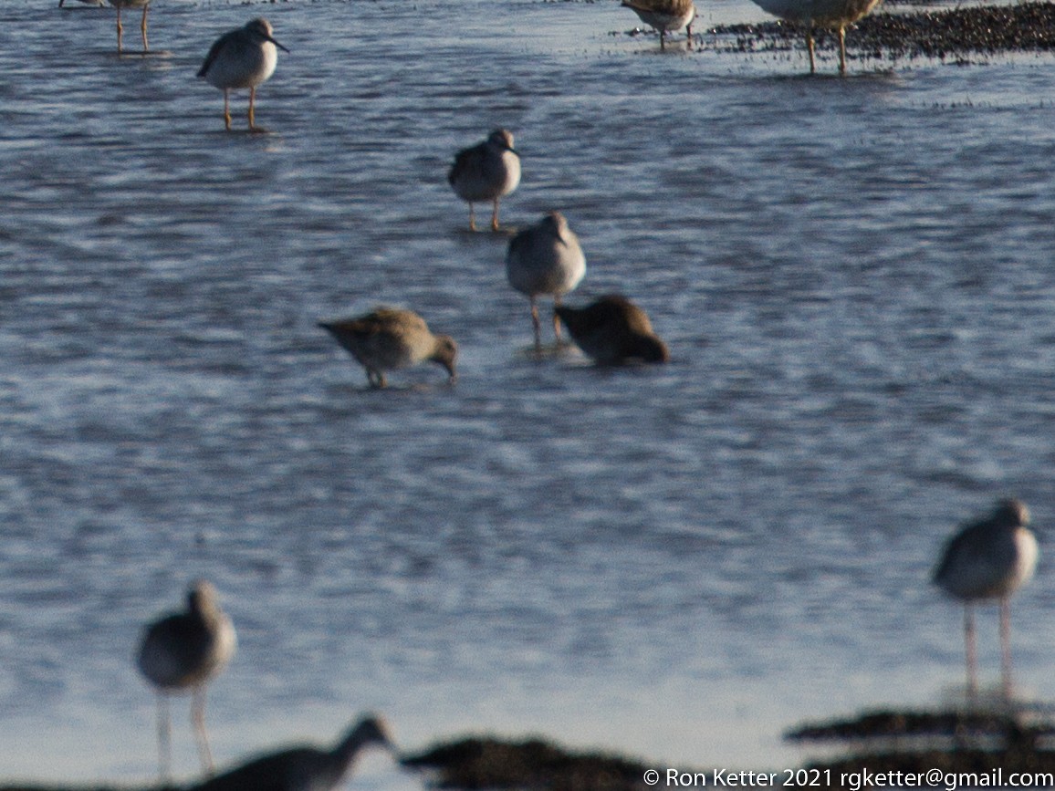 langnebbekkasinsnipe - ML398580031