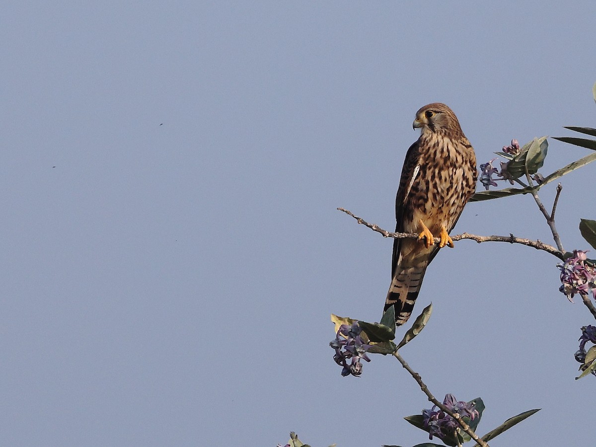 Eurasian Kestrel - ML398580261