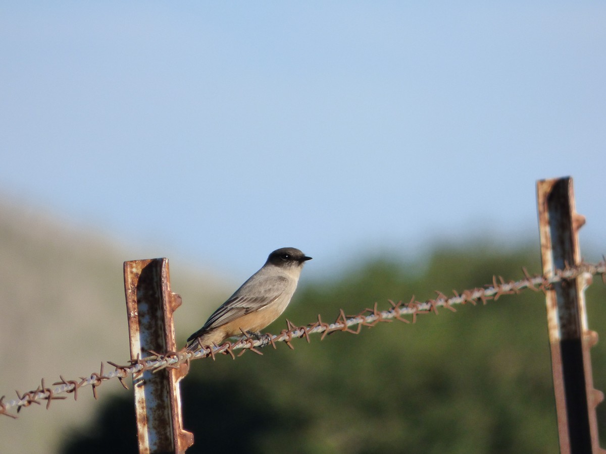 Say's Phoebe - Yvonne Motherwell