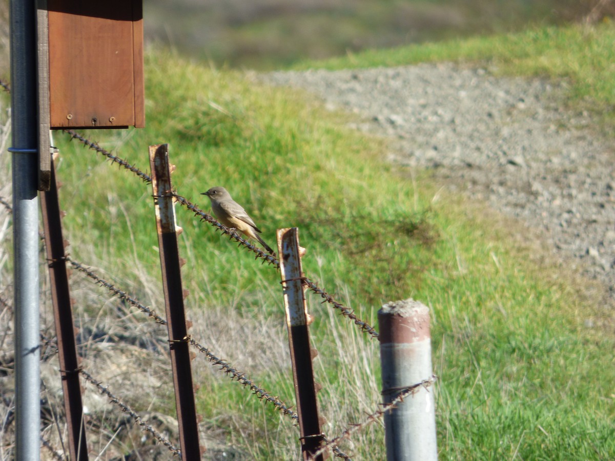 Say's Phoebe - ML39858301