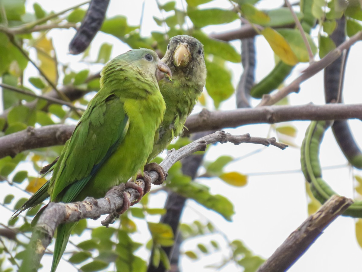 ML398584261 - Gray-cheeked Parakeet - Macaulay Library