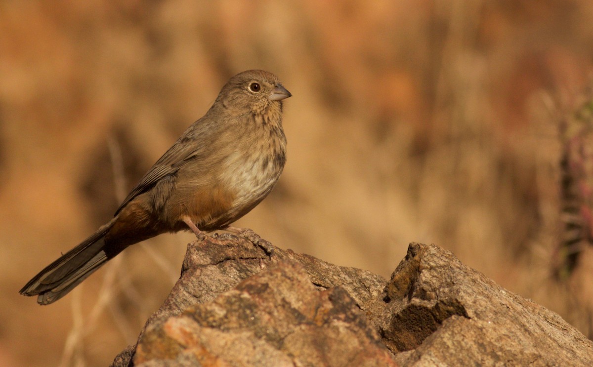 Canyon Towhee - Ben Lagasse