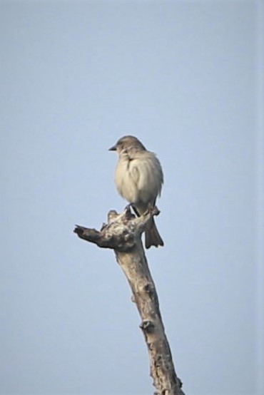 Yellow-throated Sparrow - ML398585691
