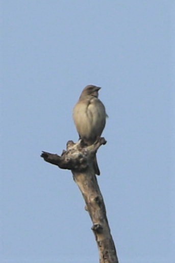 Yellow-throated Sparrow - ML398585711