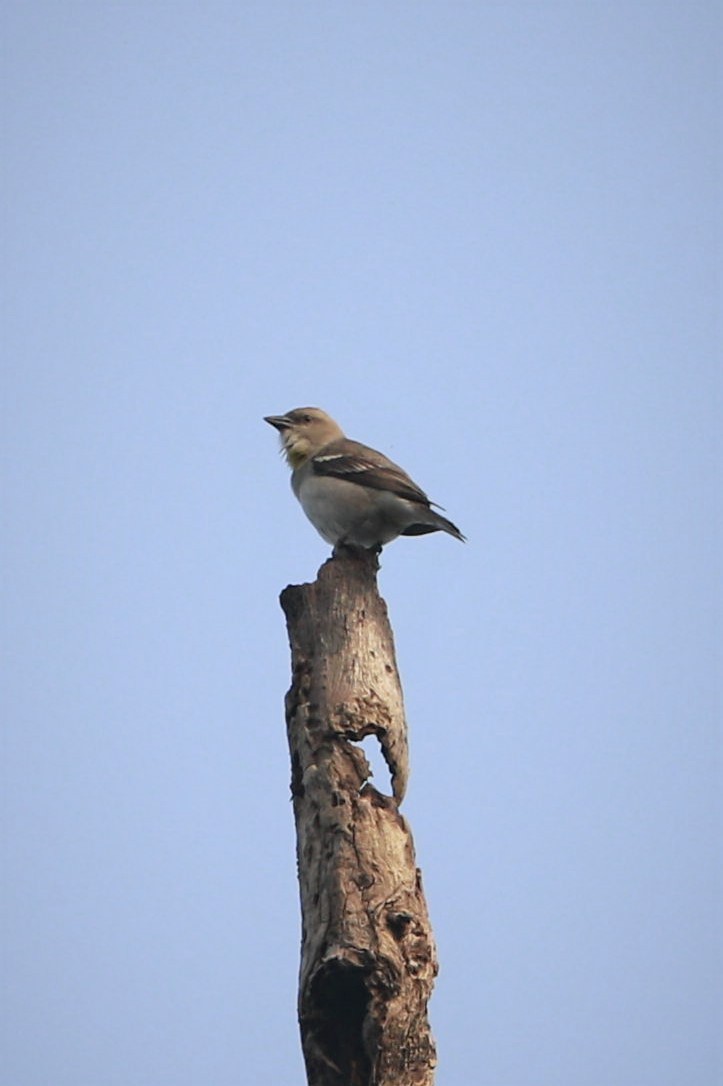 Yellow-throated Sparrow - ML398585721