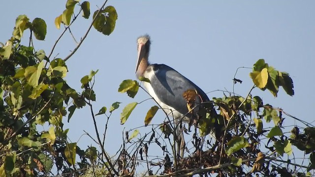 Lesser Adjutant - ML398587631