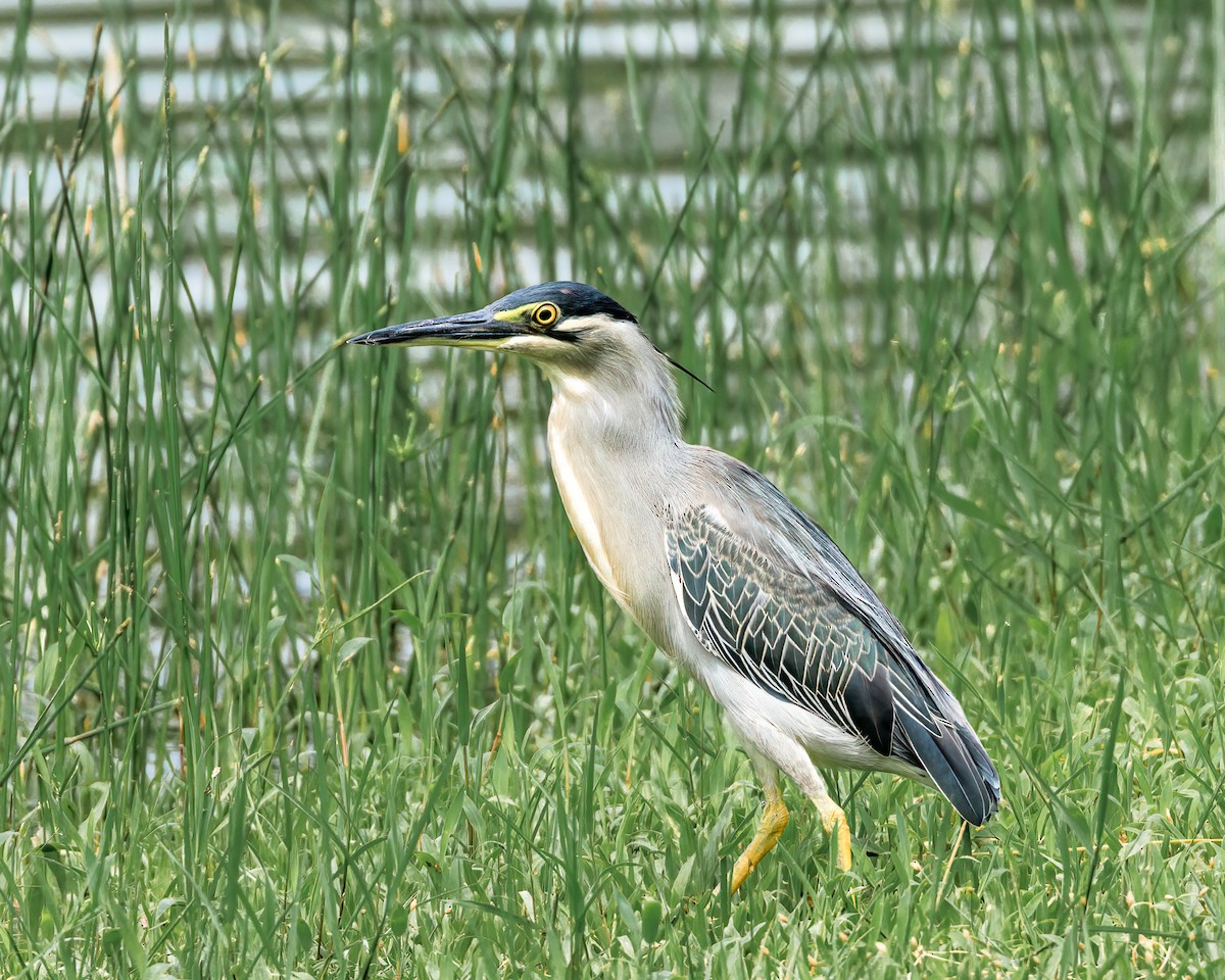 Striated Heron - Ernest Tong
