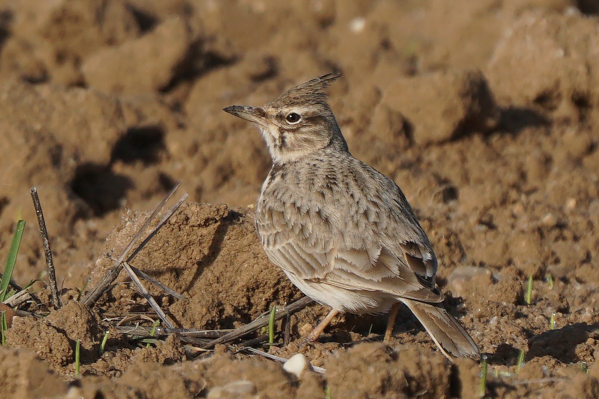 Crested Lark - Miguel Rouco