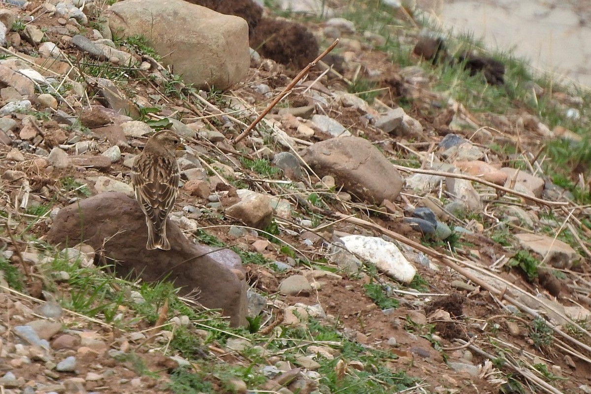 Rock Sparrow - ML398589551