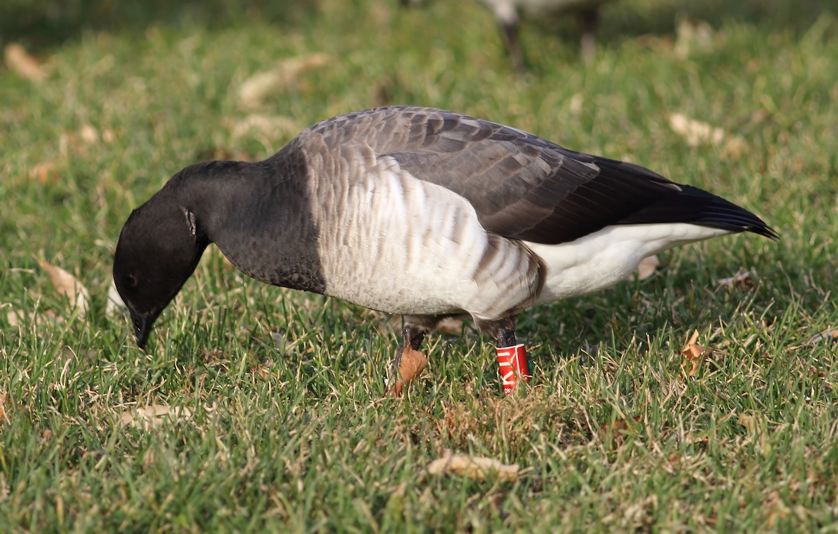 Brant - ML398589741