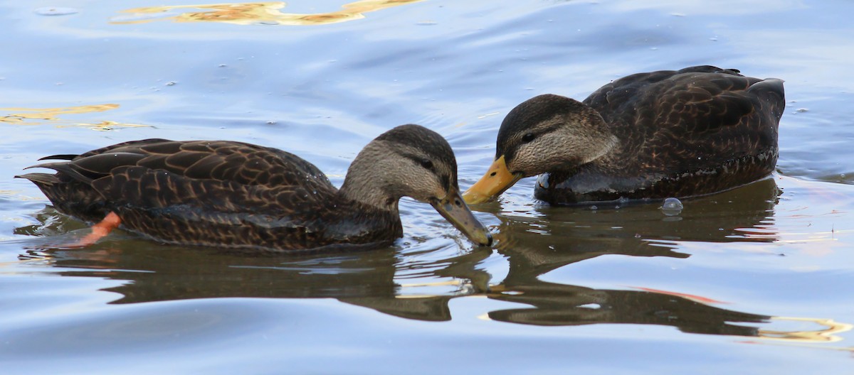 American Black Duck - ML398589751