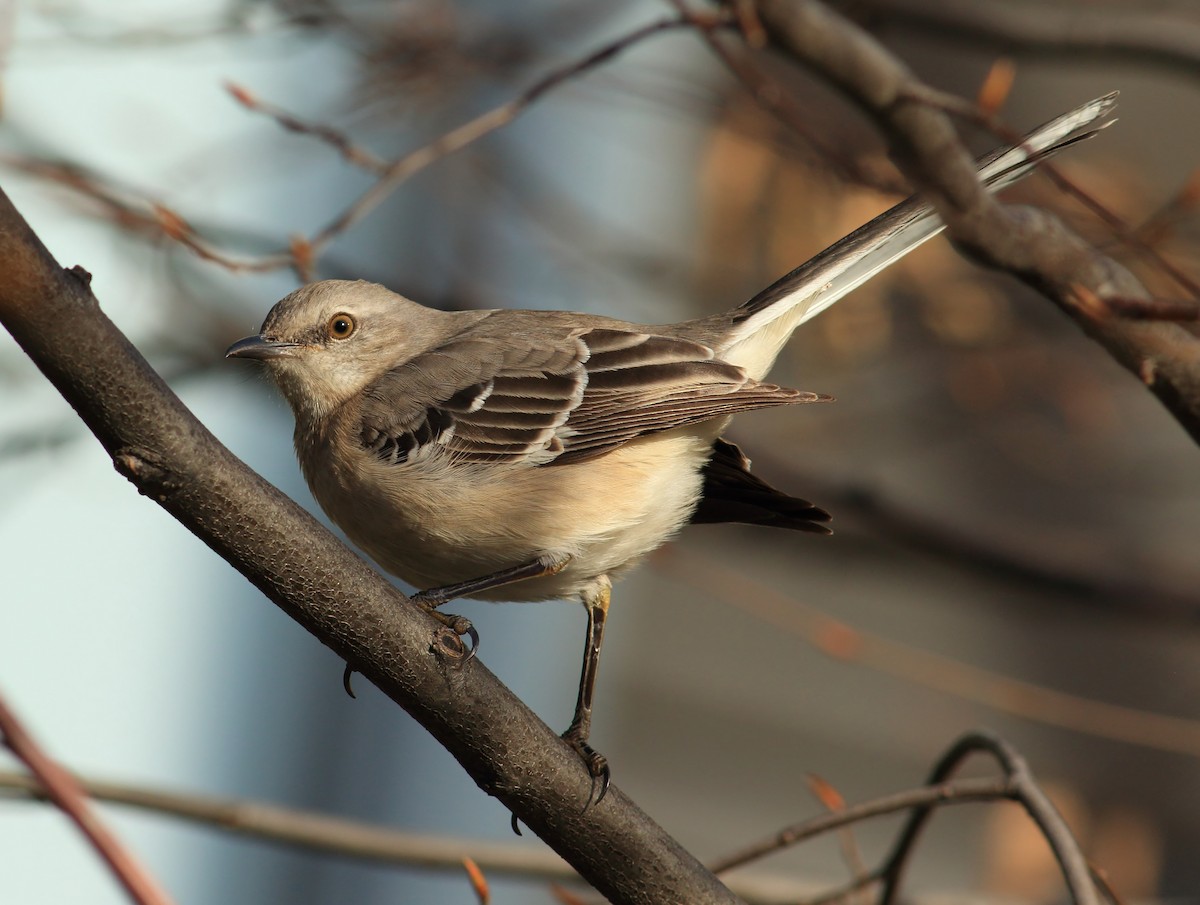 Northern Mockingbird - ML398590321