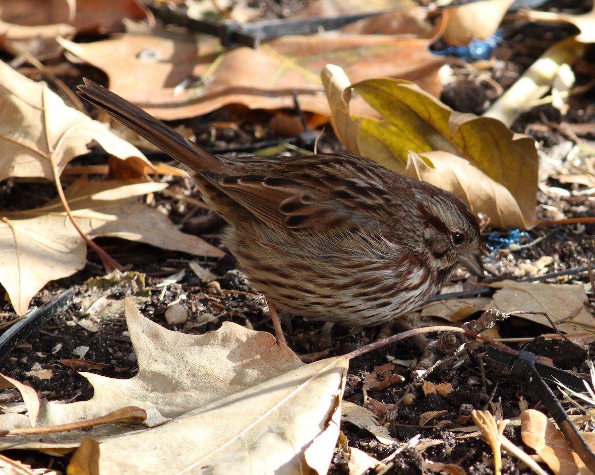 Song Sparrow - ML398590371