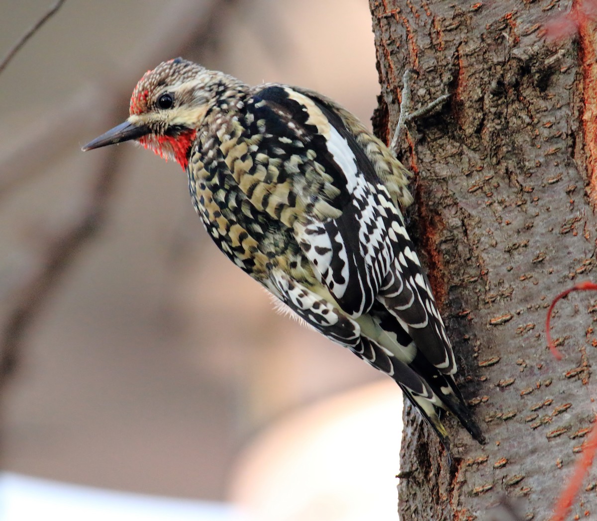 Yellow-bellied Sapsucker - ML398590441