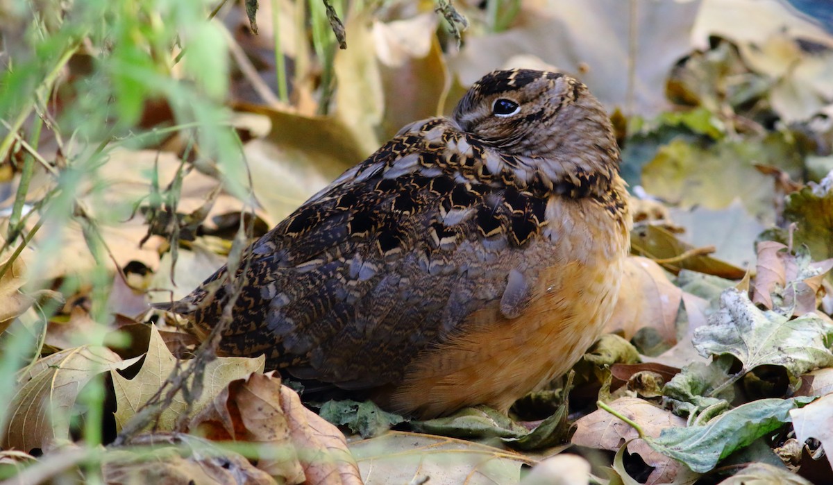 American Woodcock - ML398591051