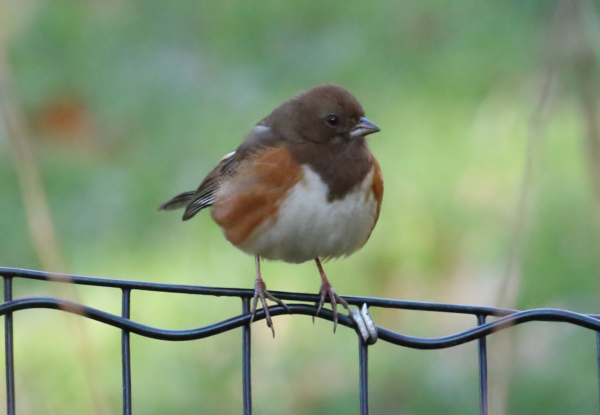 Eastern Towhee - ML398591091