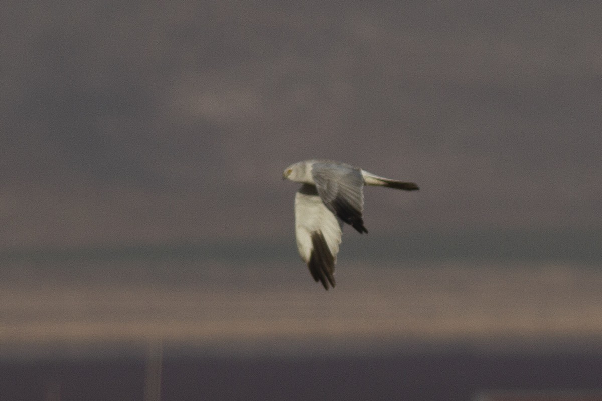 Pallid Harrier - Onur ÇİÇEK