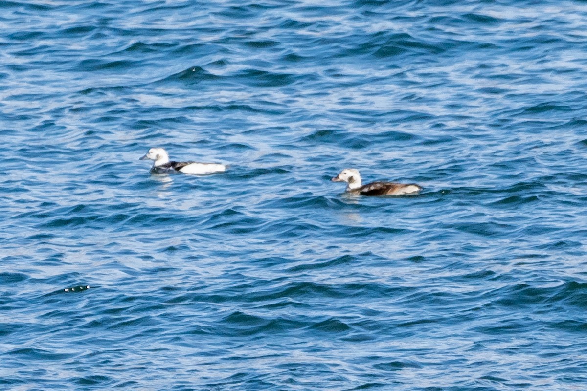 Long-tailed Duck - ML398591861