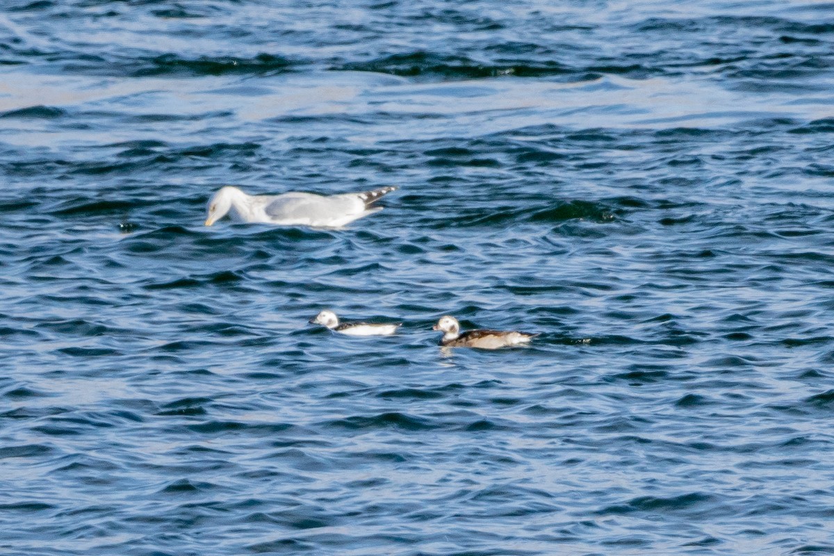 Long-tailed Duck - ML398591881