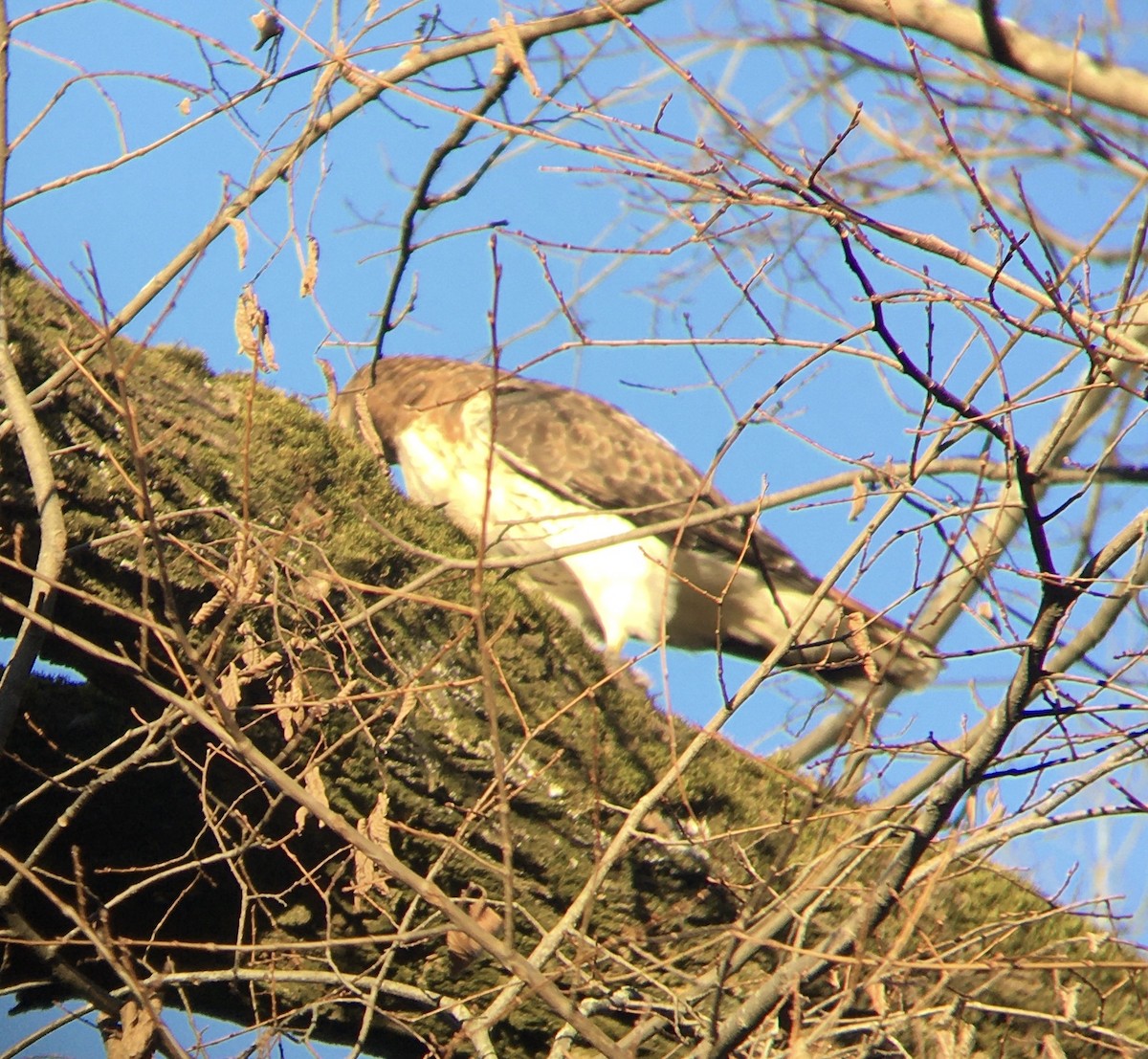 Red-tailed Hawk - ML398592241