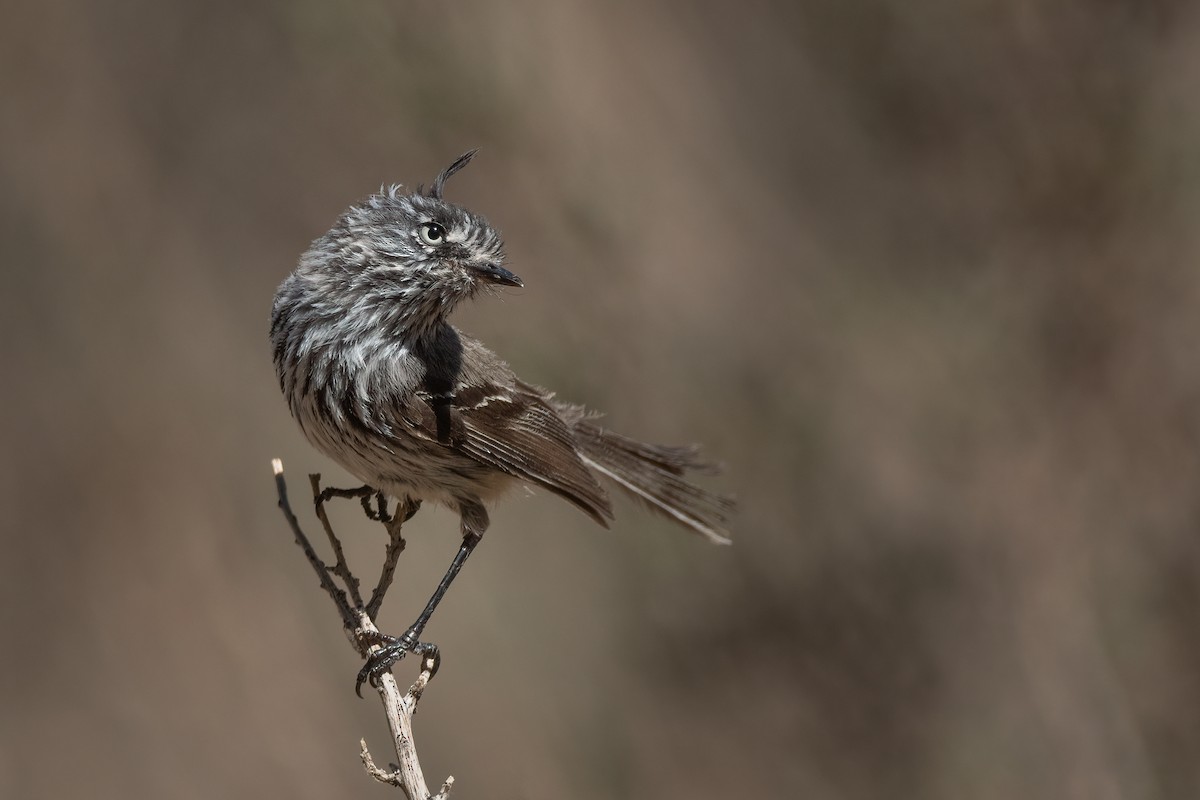 Tufted Tit-Tyrant - ML398592771