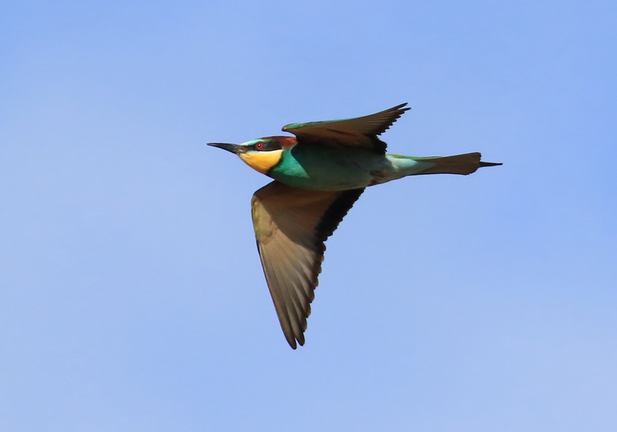 European Bee-eater - ML398592841