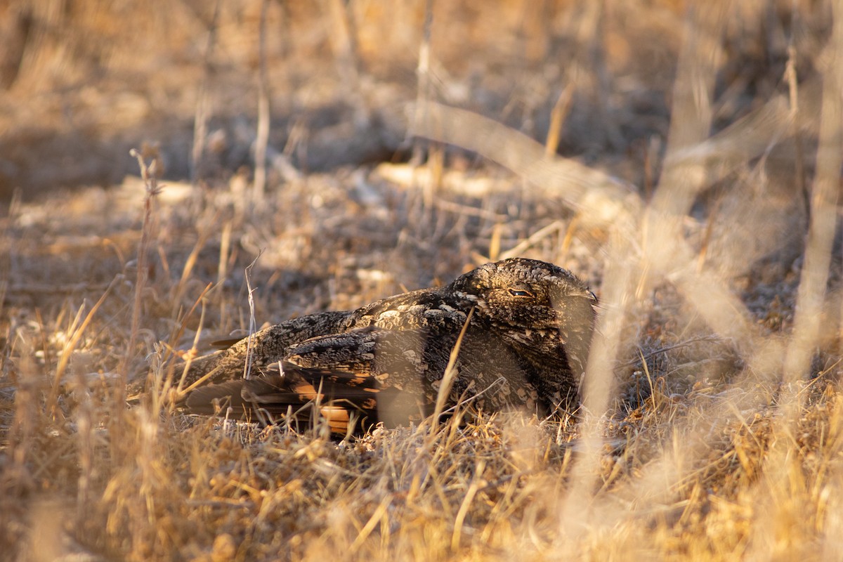 Band-winged Nightjar (Austral) - ML398593241