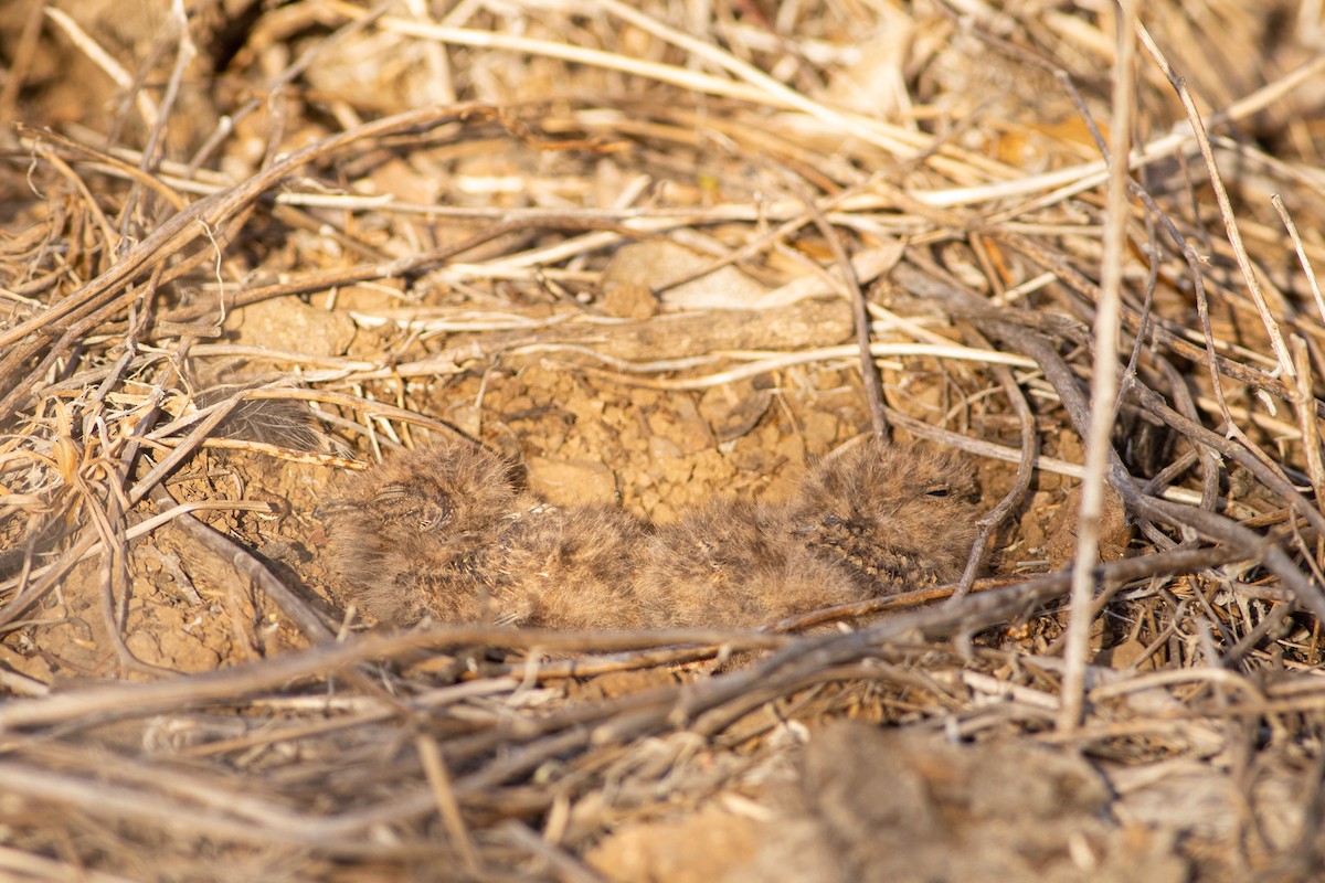 Band-winged Nightjar (Austral) - Ariel Cabrera Foix