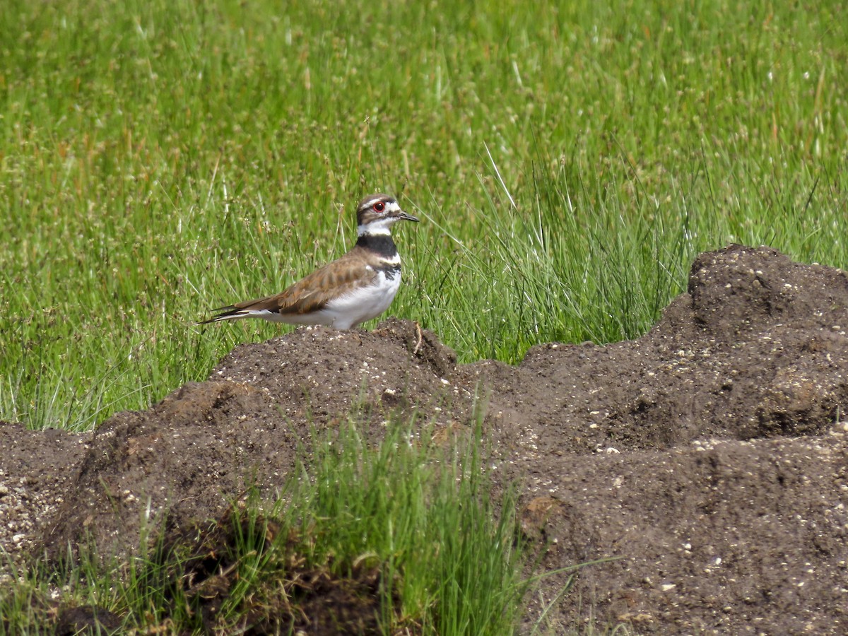 Killdeer - ML398594151