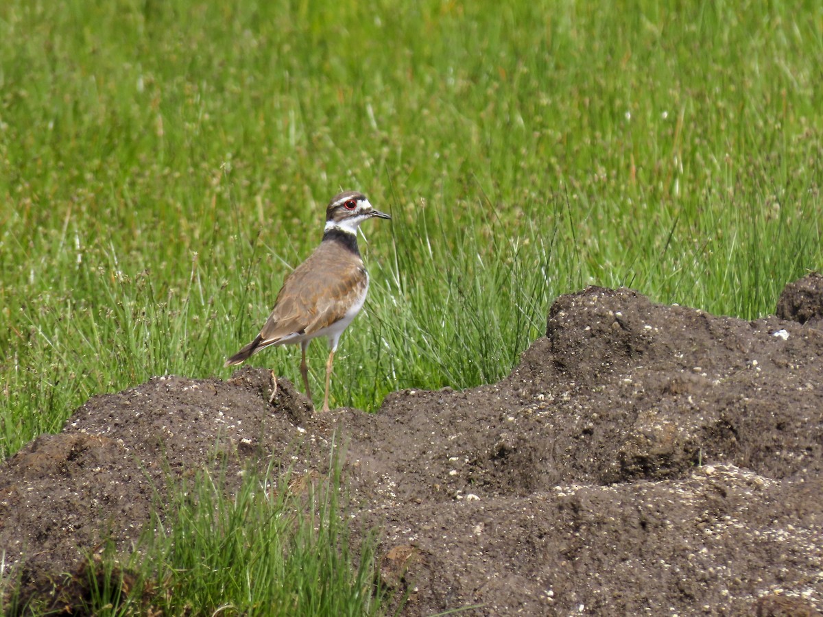 Killdeer - ML398594181