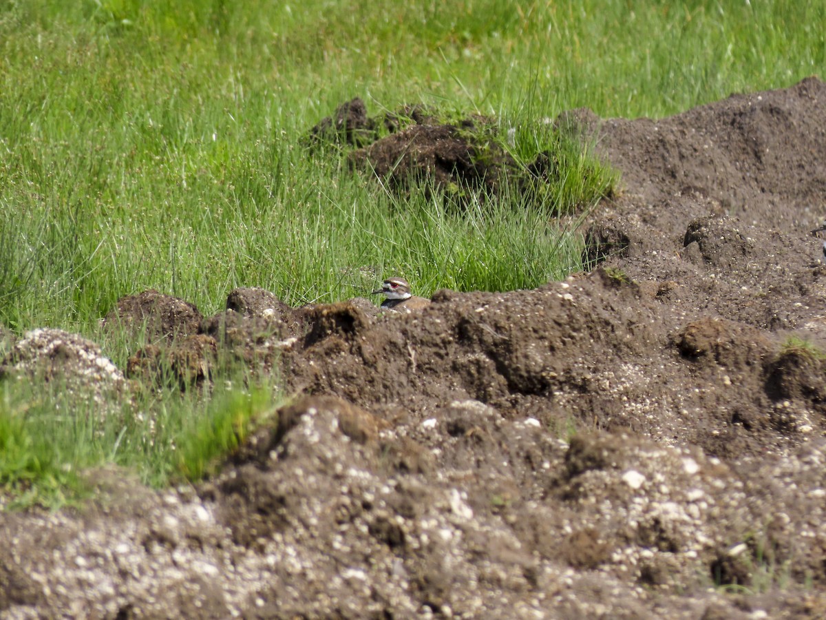 Killdeer - ML398594241