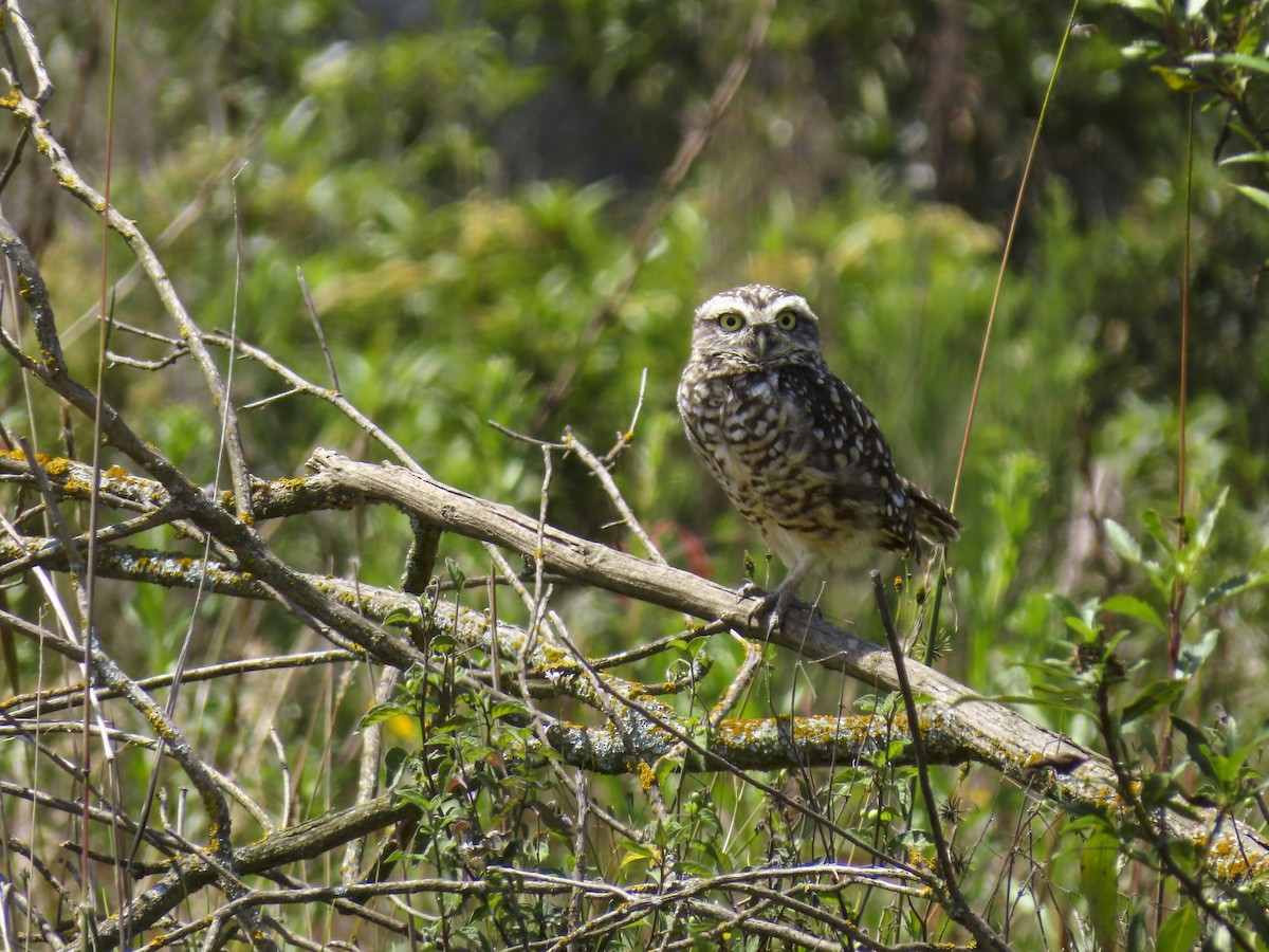 Burrowing Owl (Andean) - ML398594751