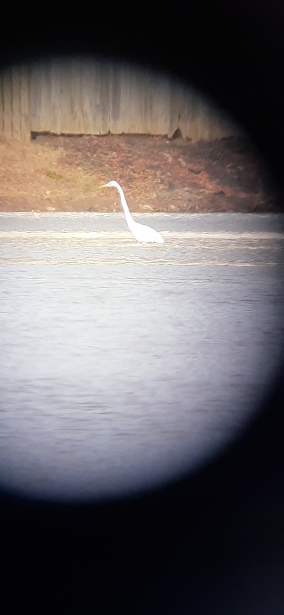 Great Egret - ML398594921