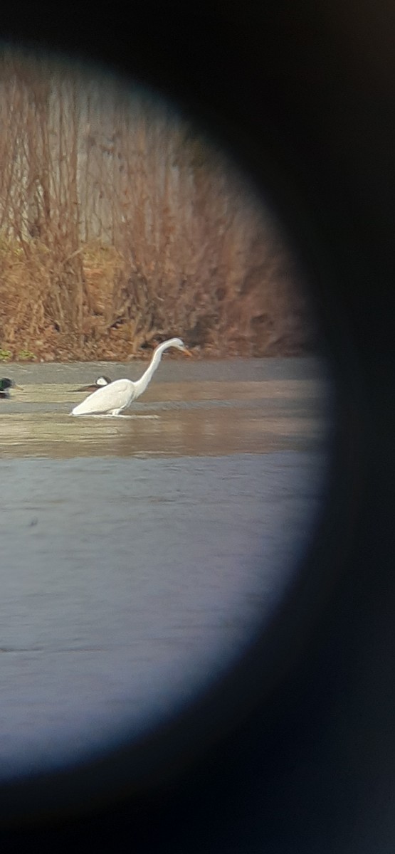 Great Egret - ML398594931