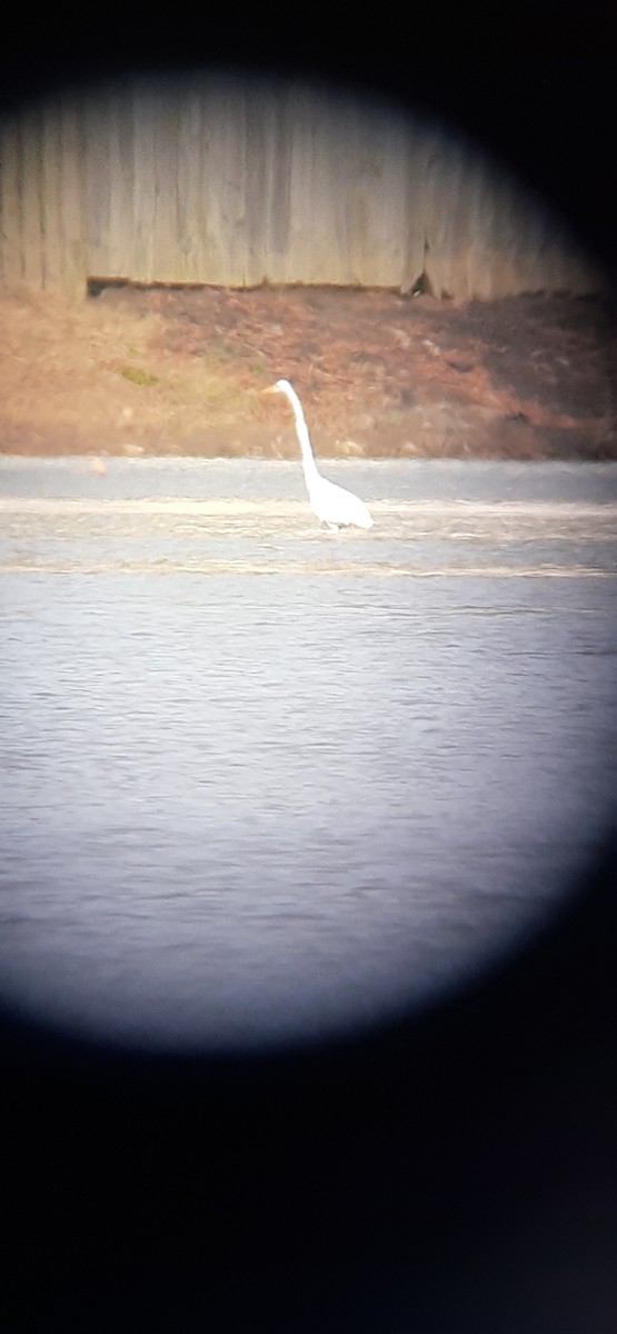 Great Egret - ML398594941