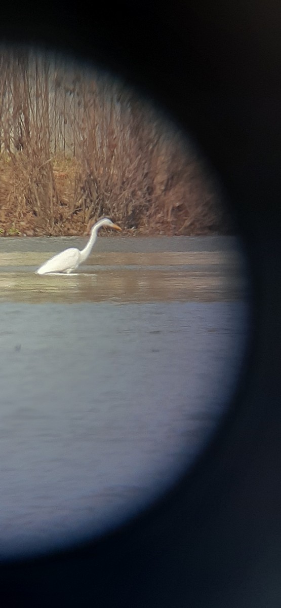 Great Egret - ML398594951