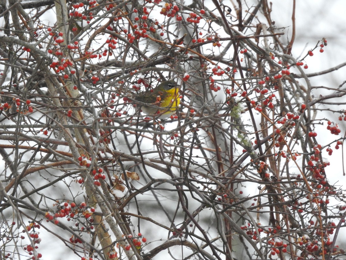 Yellow-breasted Chat - ML398596751