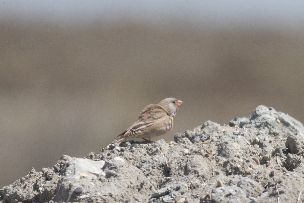 Trumpeter Finch - ML398597111