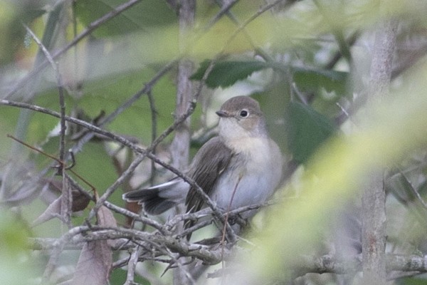 Red-breasted Flycatcher - ML398599411