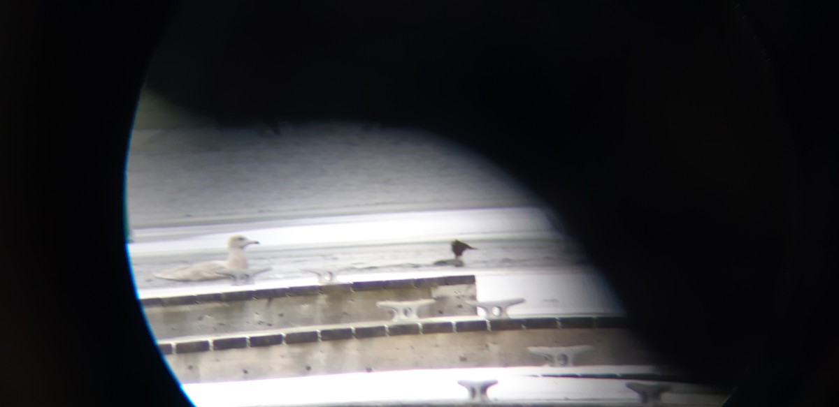 Glaucous Gull - ML398600261