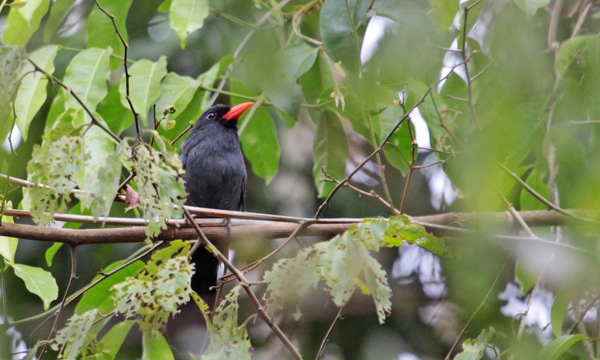 Black-fronted Nunbird - ML398600781