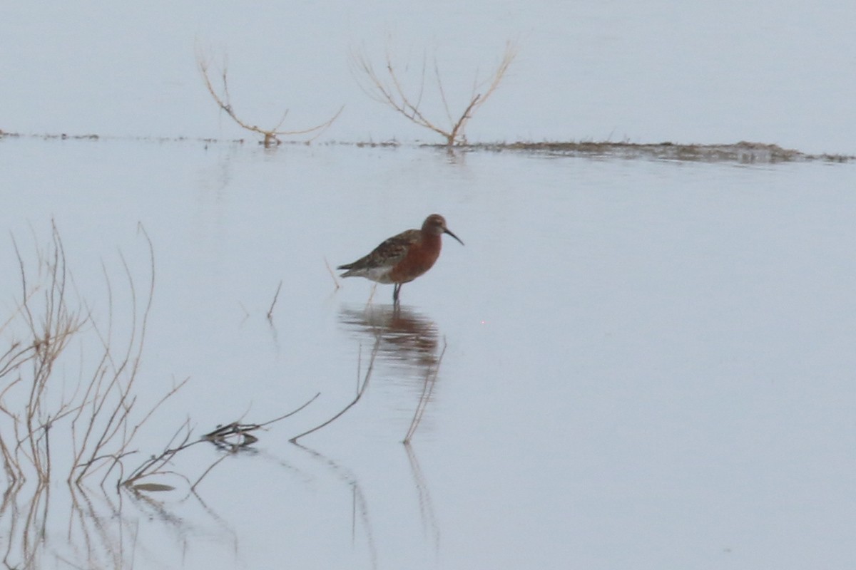 Curlew Sandpiper - ML398600841