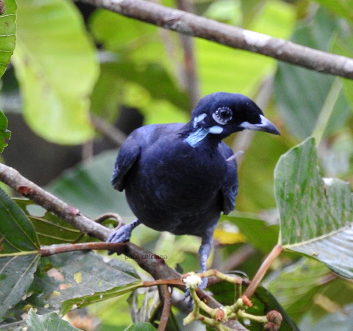 Bare-necked Fruitcrow - ML398601201