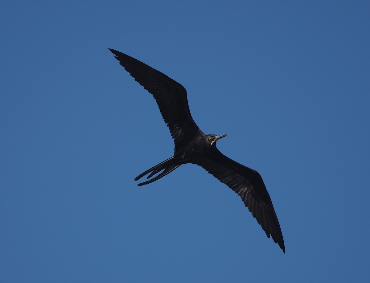 Magnificent Frigatebird - ML398601311