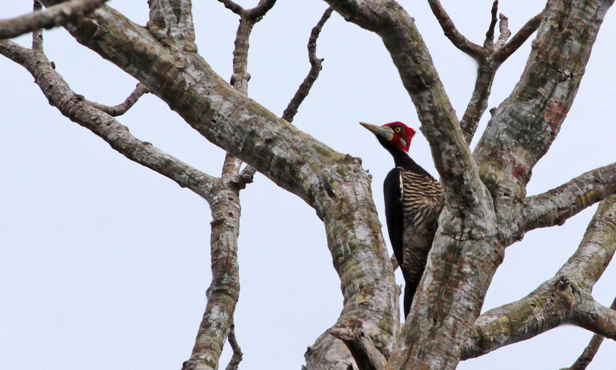 Crimson-crested Woodpecker - ML398601741