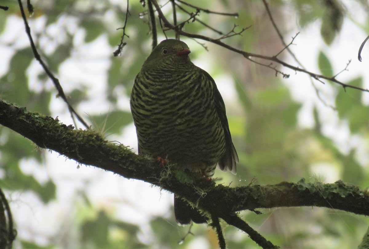 Cotinga barré - ML398603091