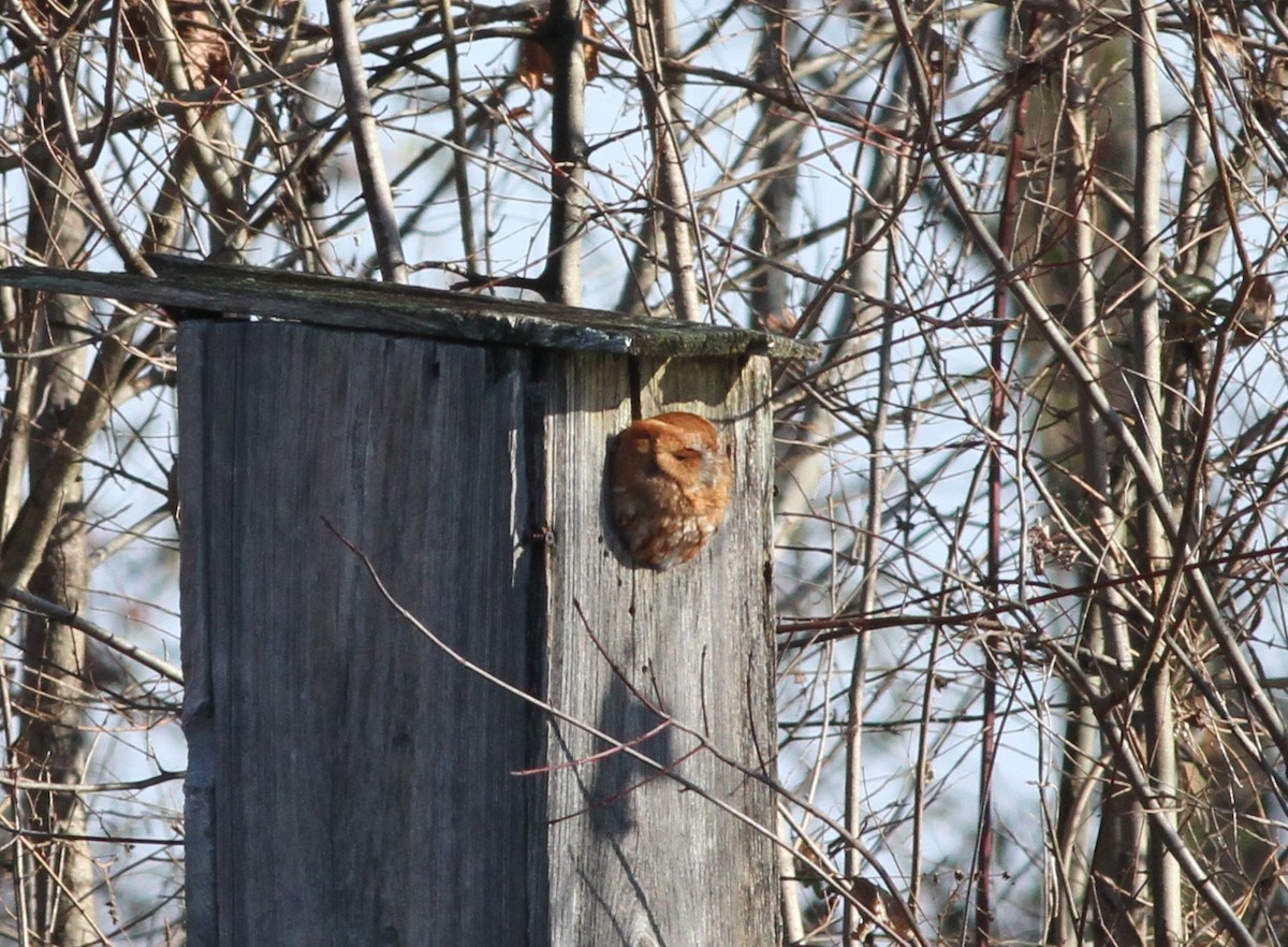 Eastern Screech-Owl - ML398603951